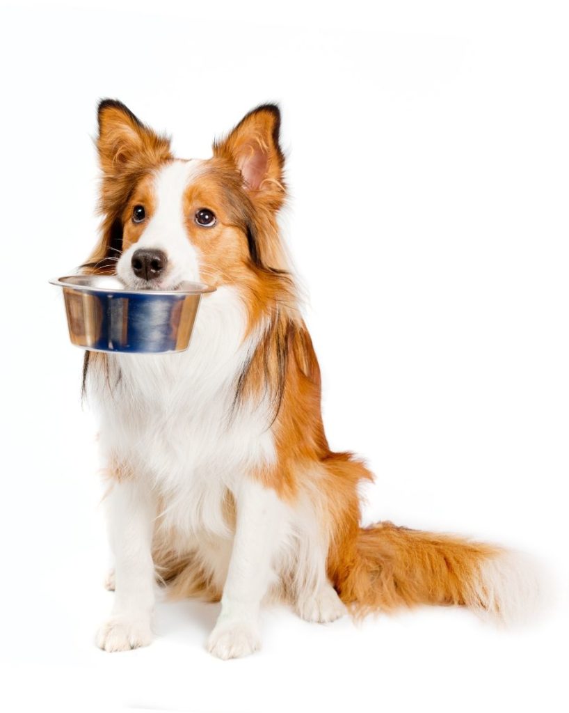 Added Flavor in dog food dog with bowl