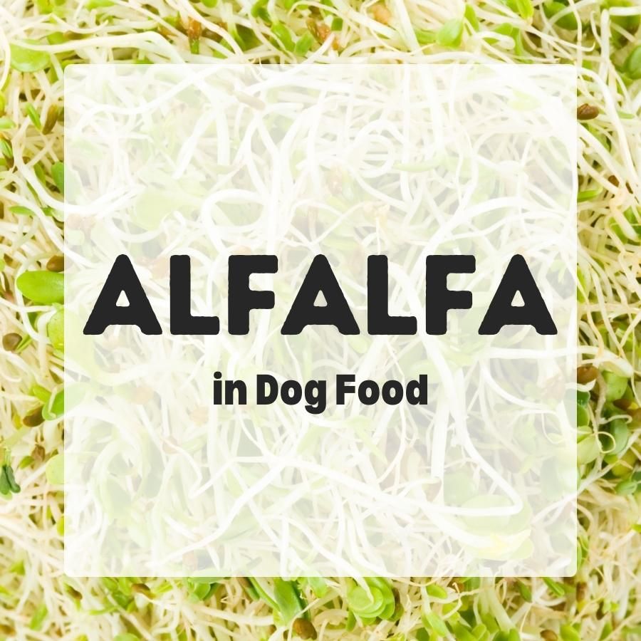 Alfalfa in dog food 900x900 1