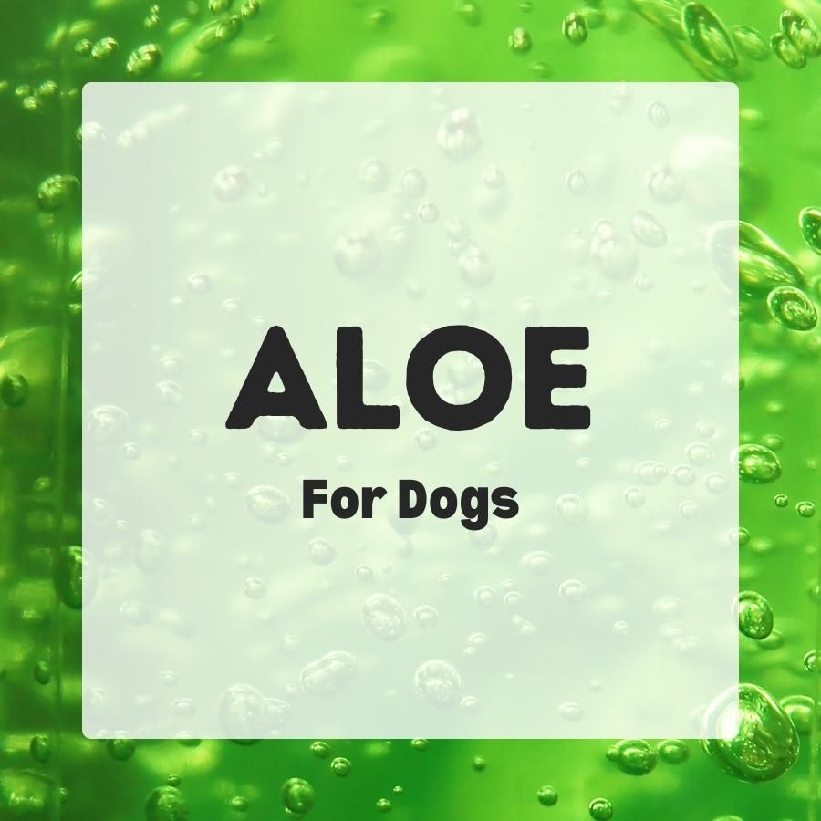 Aloe For Dogs 900x900 1