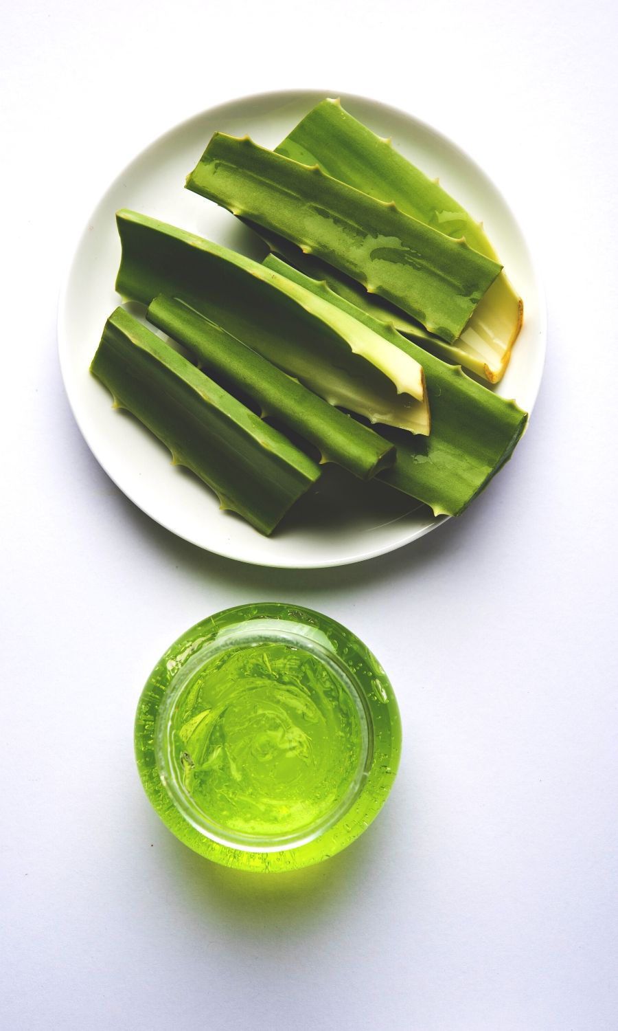 Aloe Vera for Dogs Dog Nutrition DB