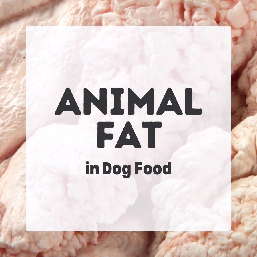 Animal fat iin dog food 900x900 1