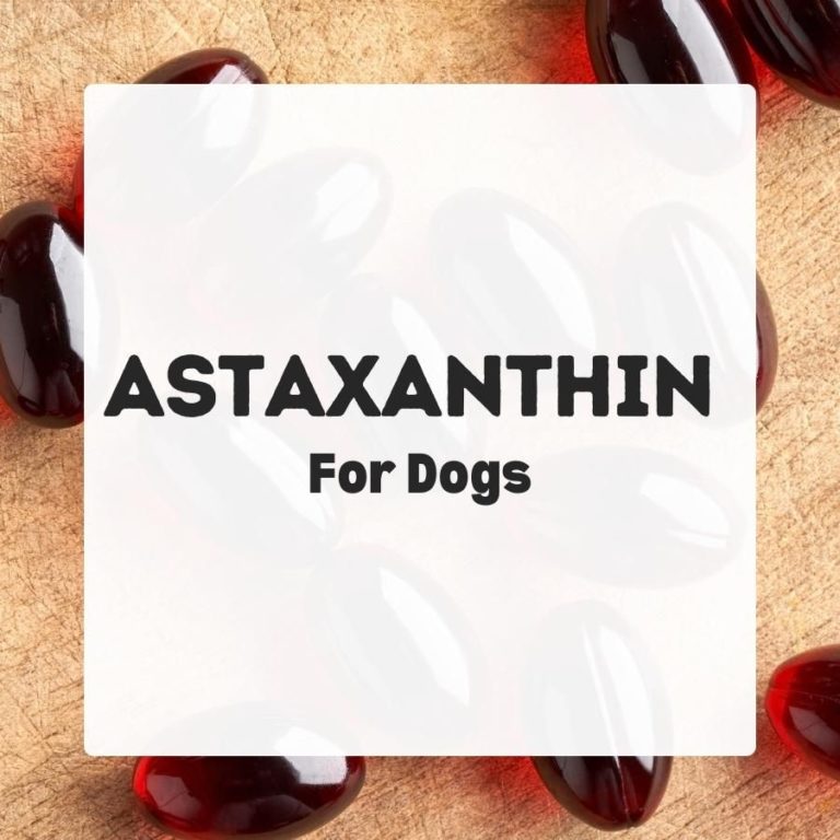 Astaxanthin for Dogs Dog Nutrition DB