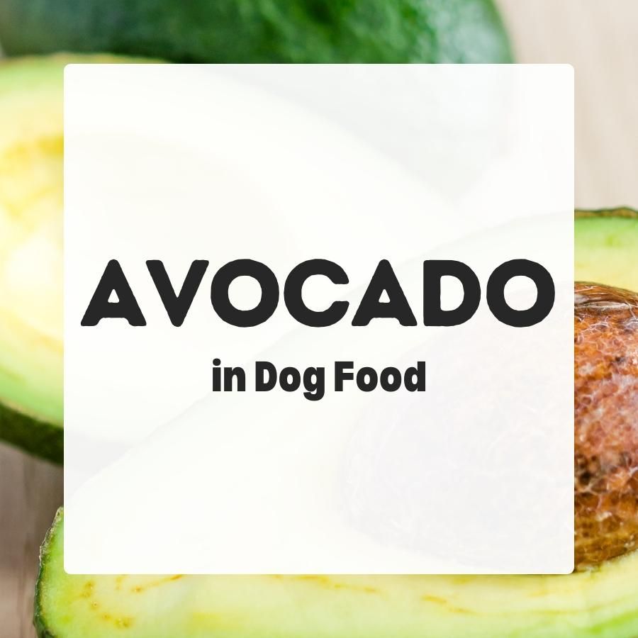 Avocado in dog food 900x900 1