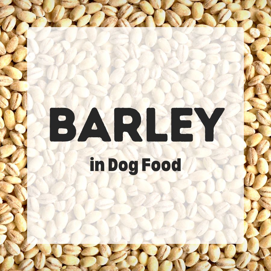 Barley in Dog Food 900x900 1