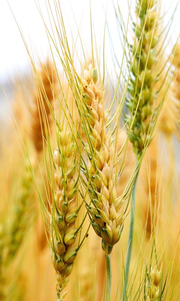 Barley in Dog Food crop