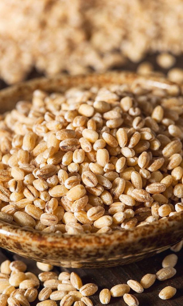 Barley in Dog Food grain