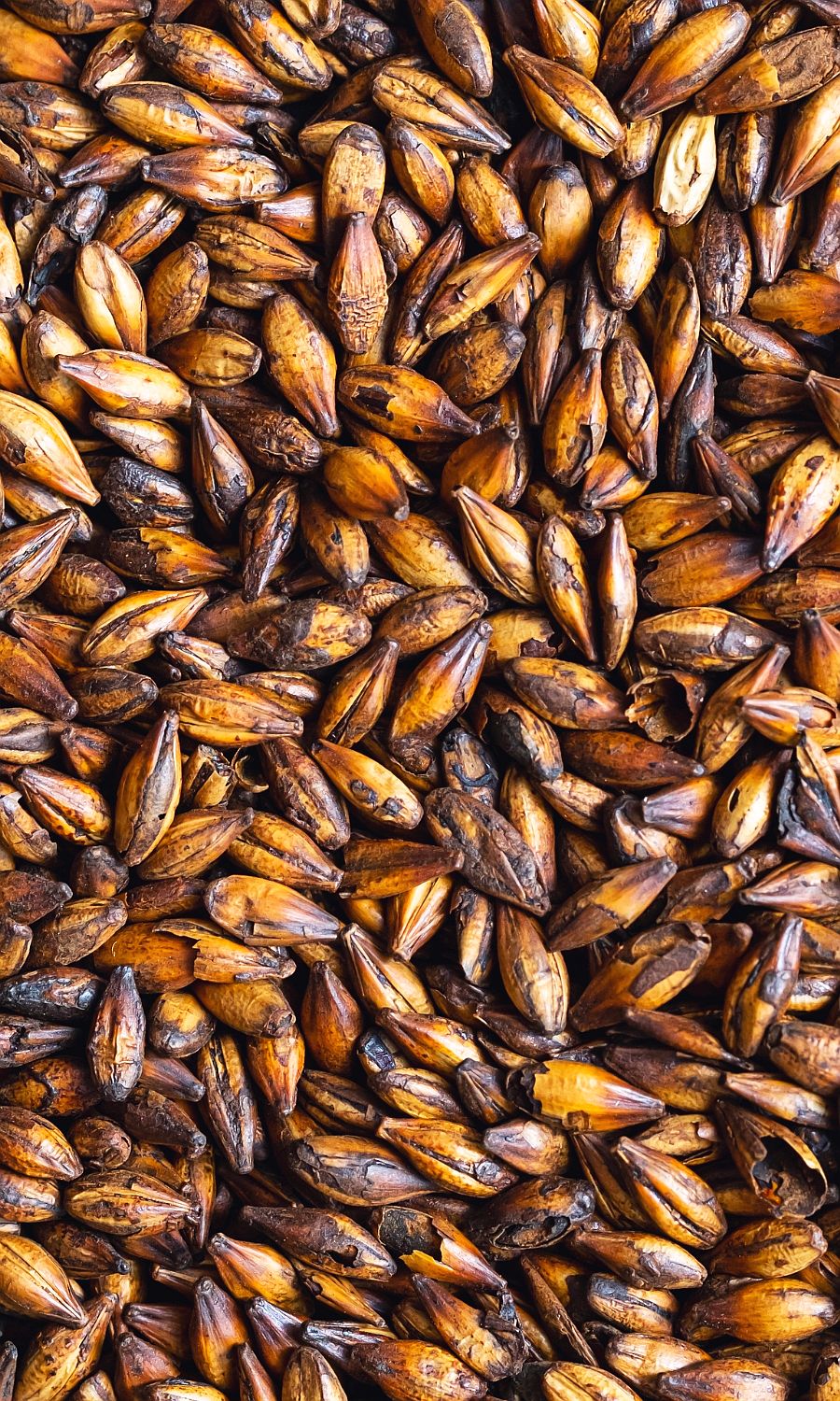 Barley in Dog Food Dog Nutrition DB