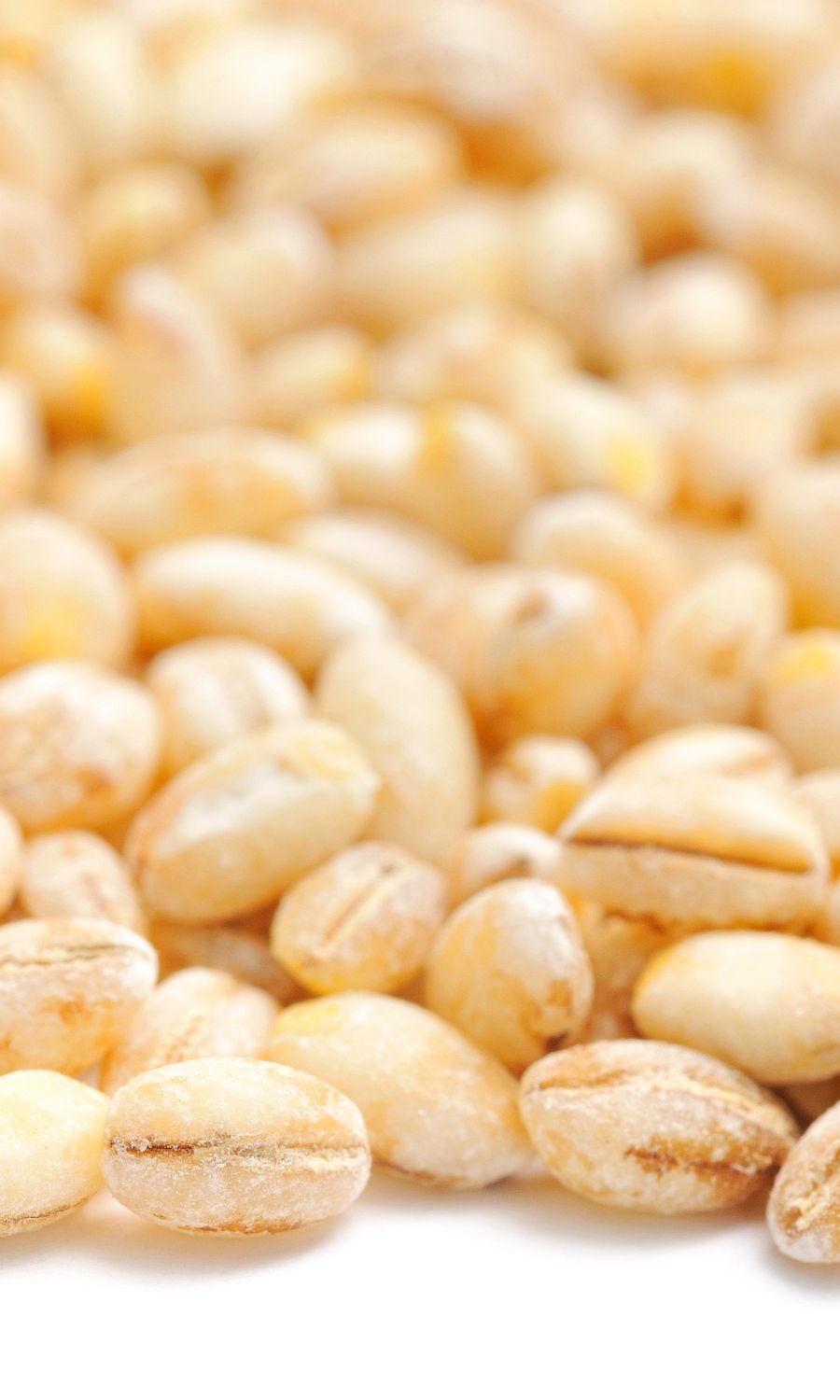 Barley in Dog Food Dog Nutrition DB