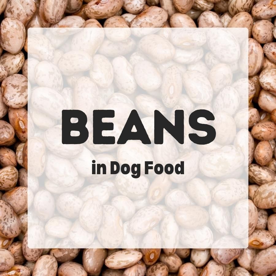 Beans in dog