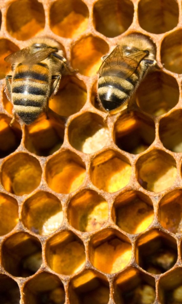 Bee Pollen in Dog Food hive storage