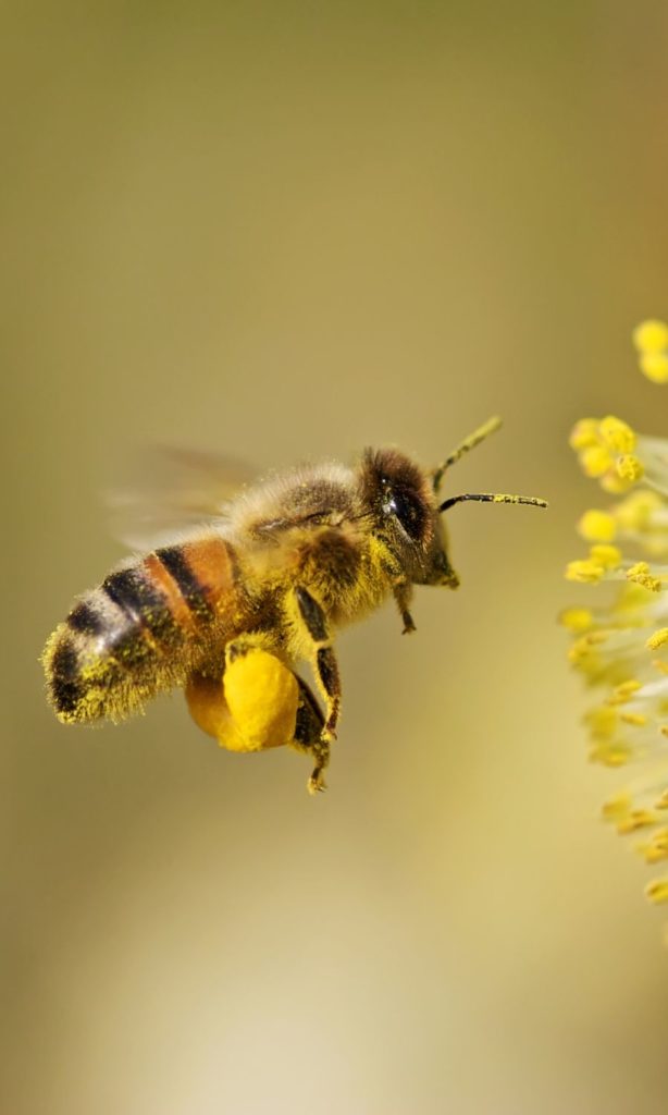 Bee Pollen in Dog Food honey bee