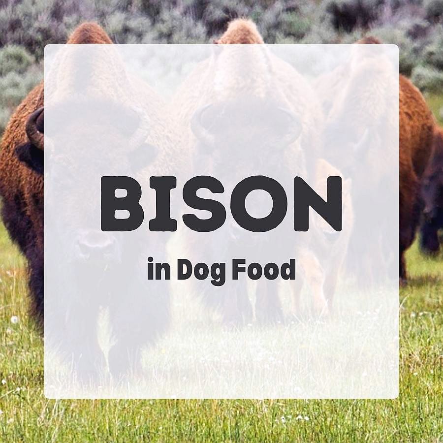 Bison in dog food 900x900 1