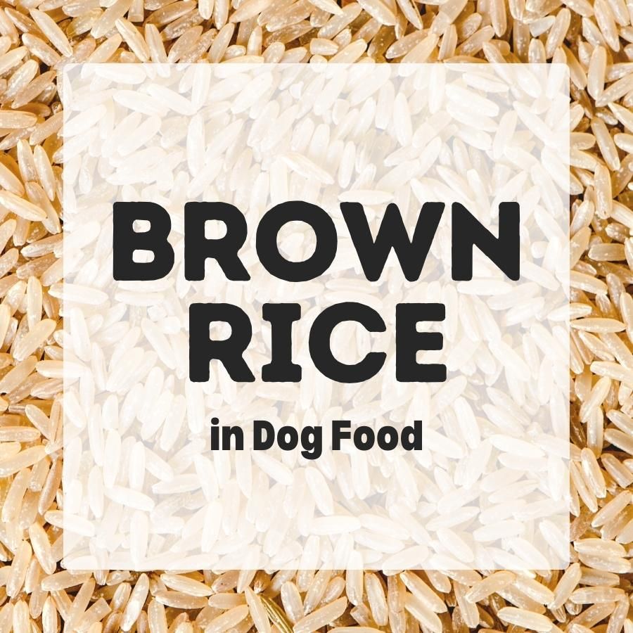 Brown Rice in dog food 900x900 1