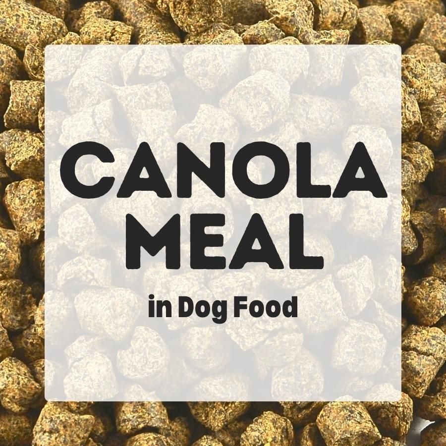 Canola Meal in dog food 900x900 1