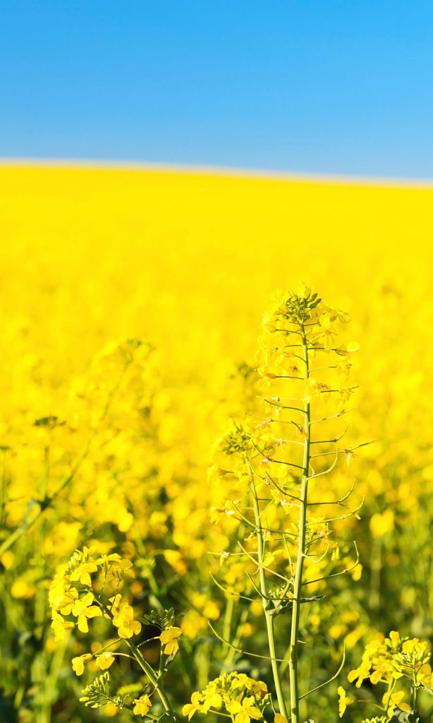 Canola Meal in dog food plants