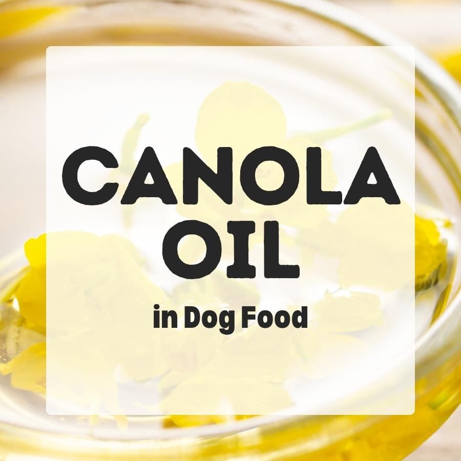 Canola Oil in dog food 900x900 1