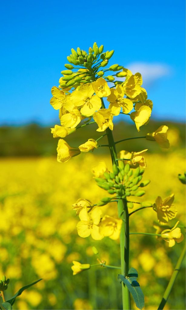 Canola Oil in dog food rapeseed