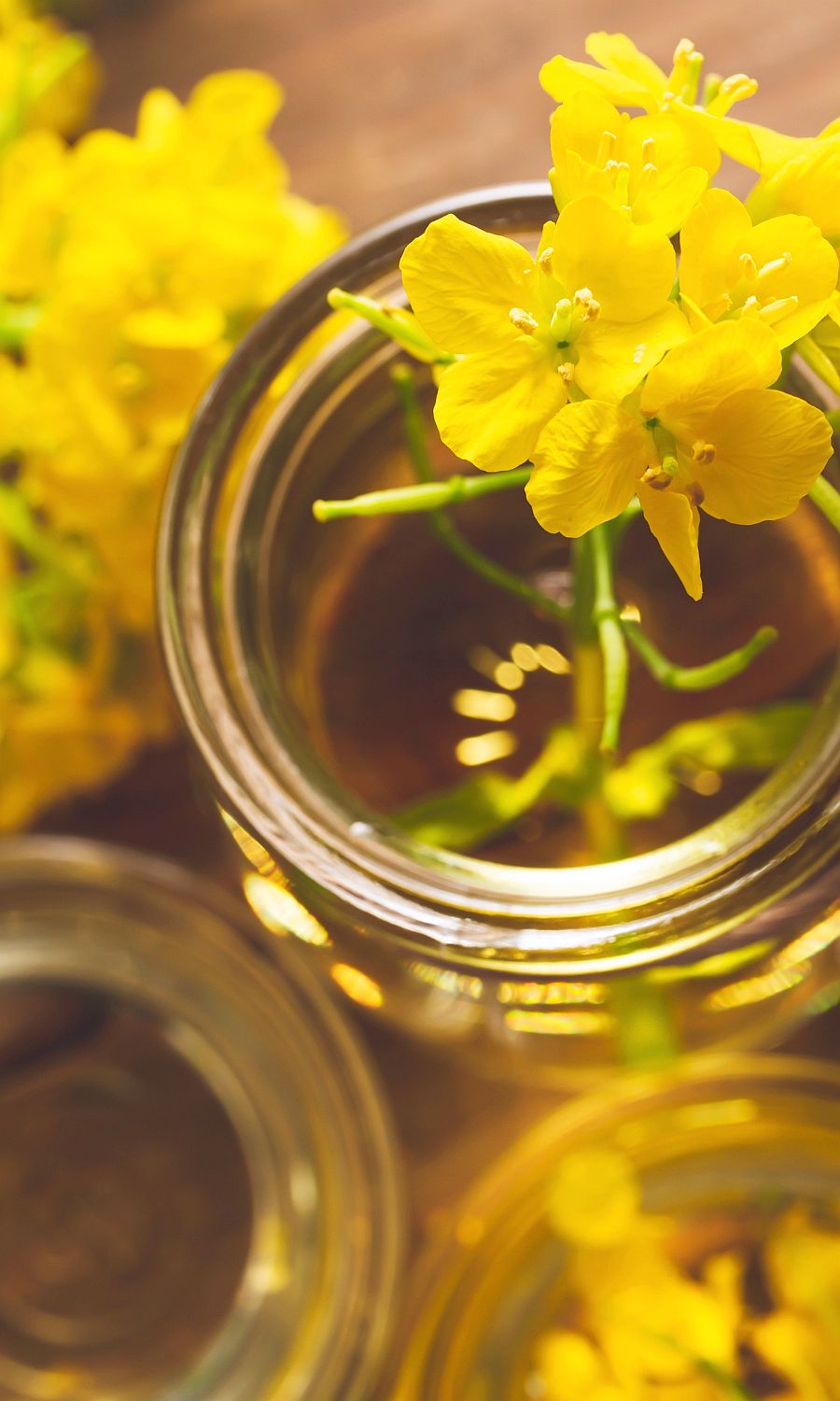 Canola Oil in Dog Food Dog Nutrition DB