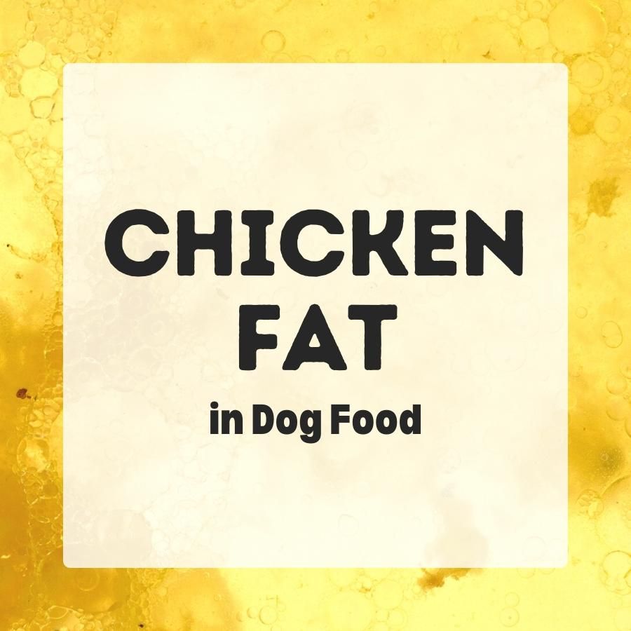 Chicken Fat in dog food 900x900 1