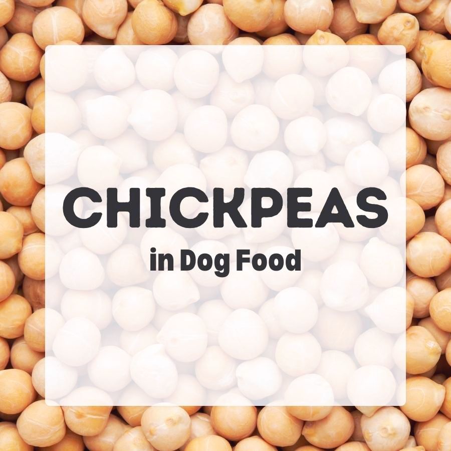 Chickpeas in Dog