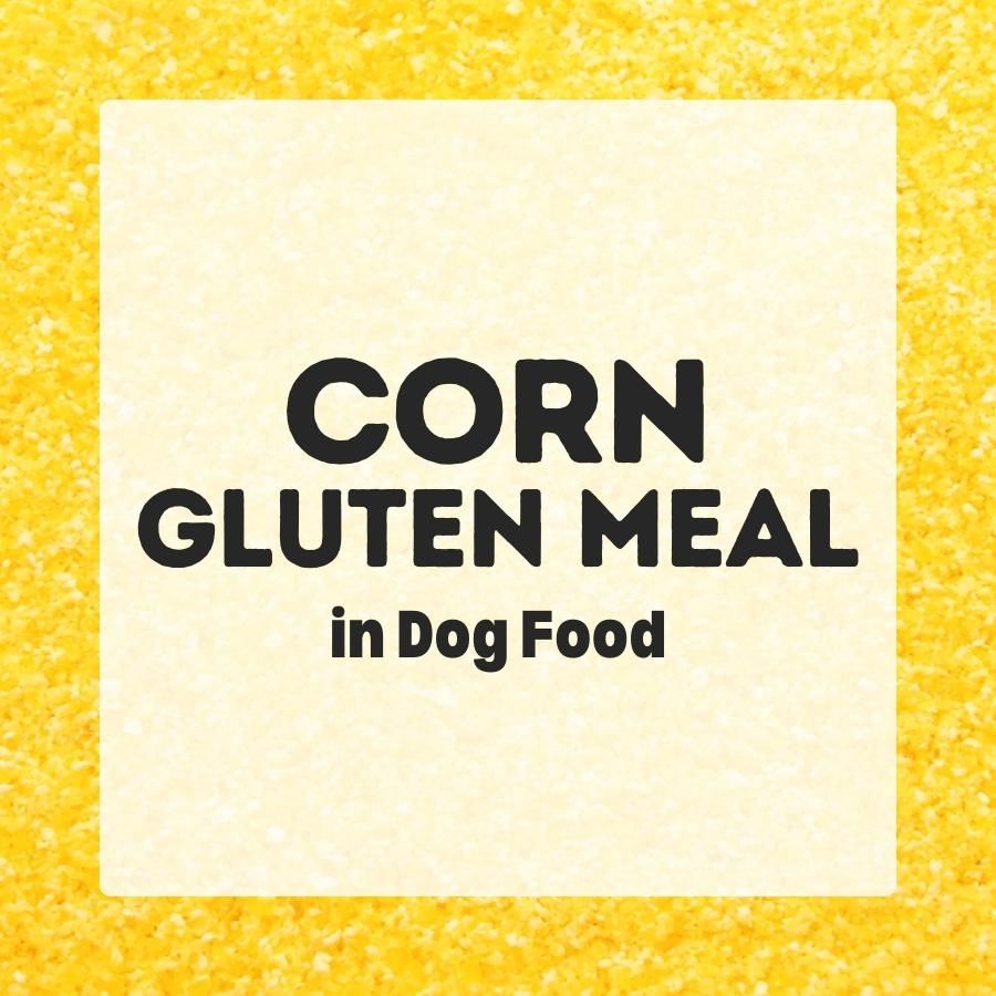 Corn Gluten Meal in dog food 900x900 1