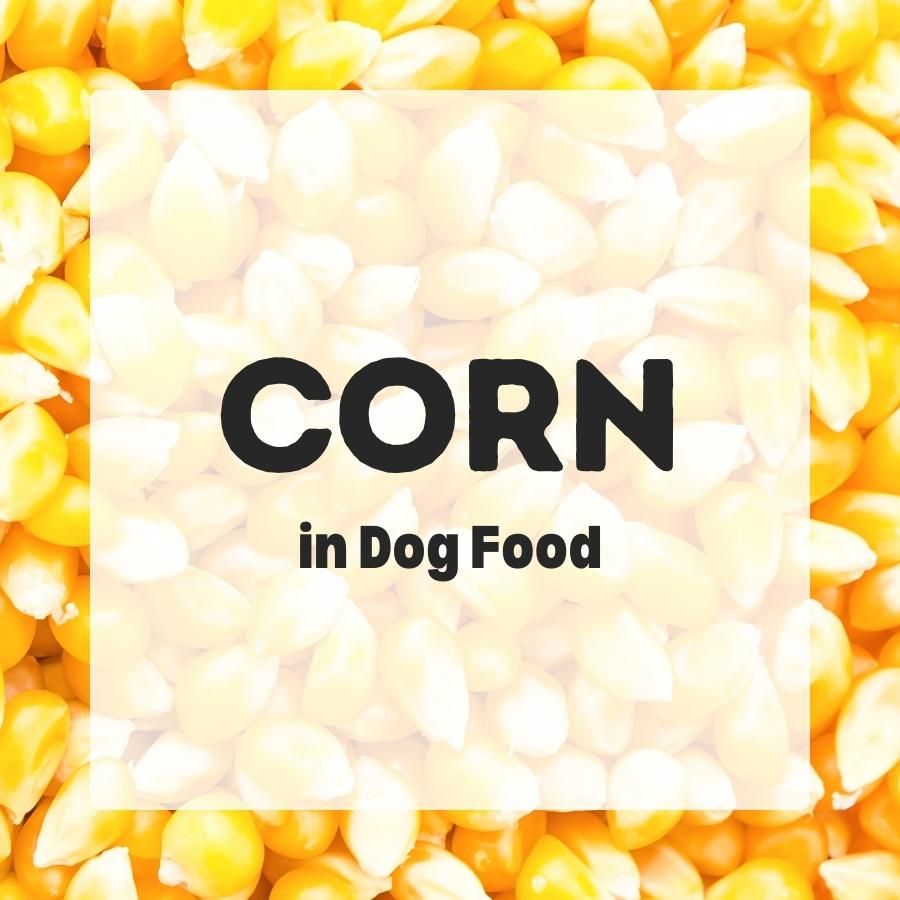 Corn in dog food 900x900 1