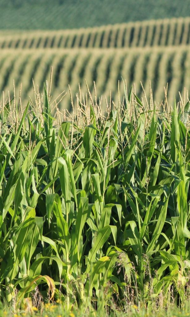 Corn in dog food field