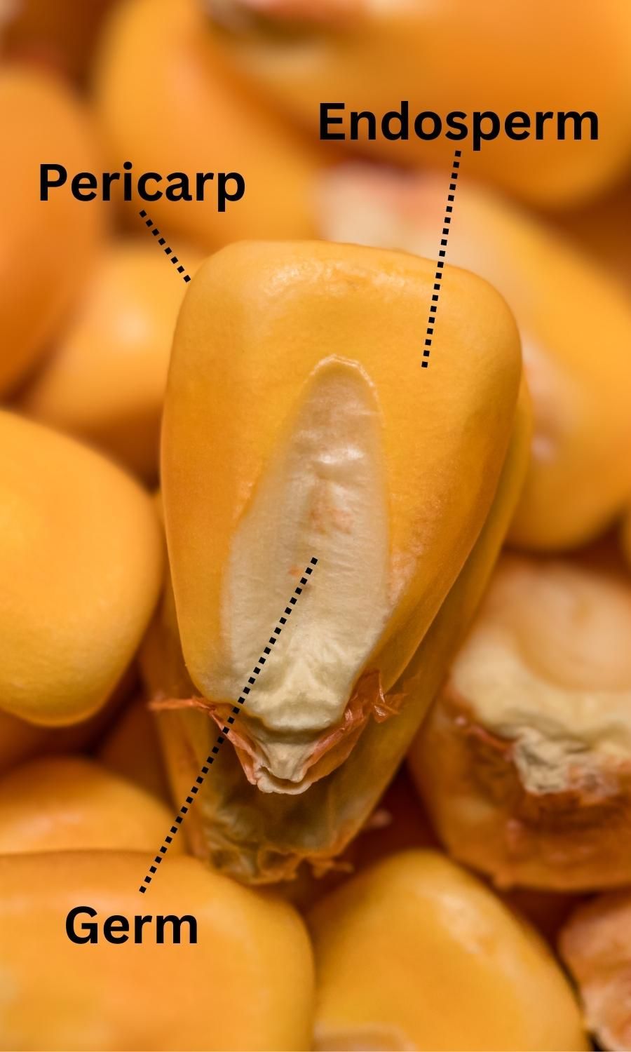 Corn in Dog Food Dog Nutrition DB