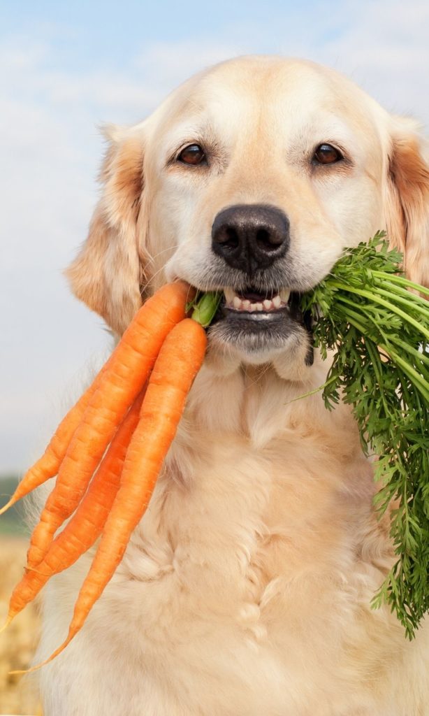 Dog with Carrots