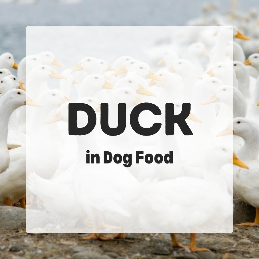 Duck in dog food 900x900 1