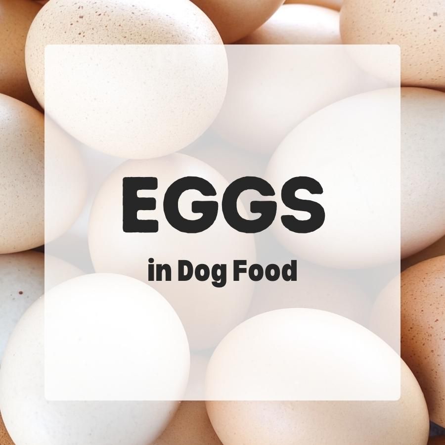 Eggs in dog food 900x900 1