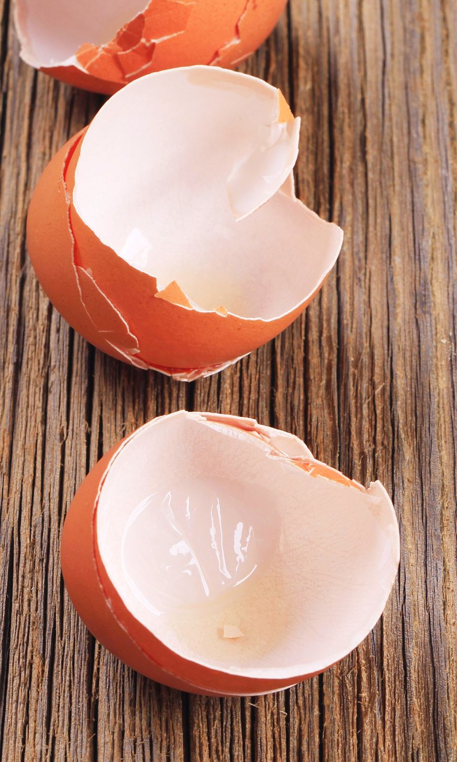 Eggs in Dog Food Dog Nutrition DB