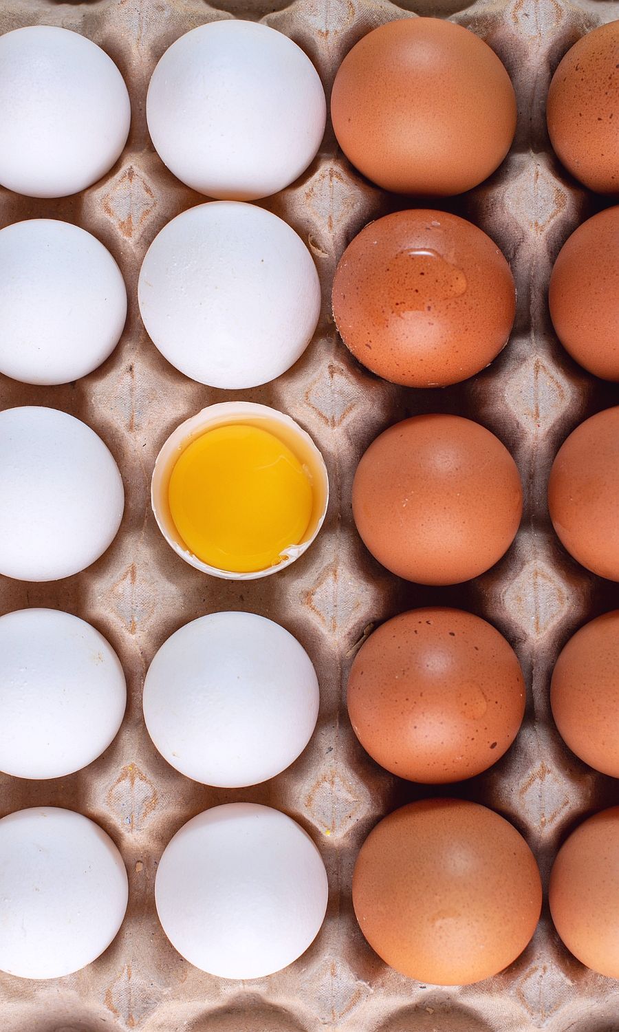 Eggs in Dog Food Dog Nutrition DB