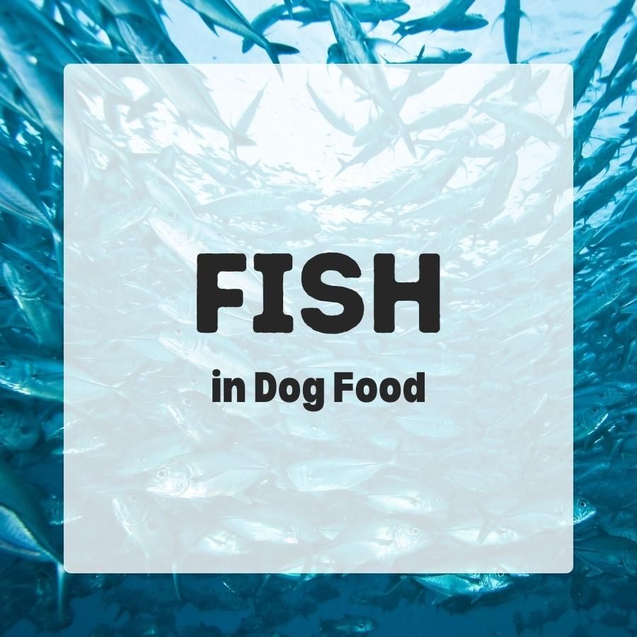 Fish in dog food 900x900 1