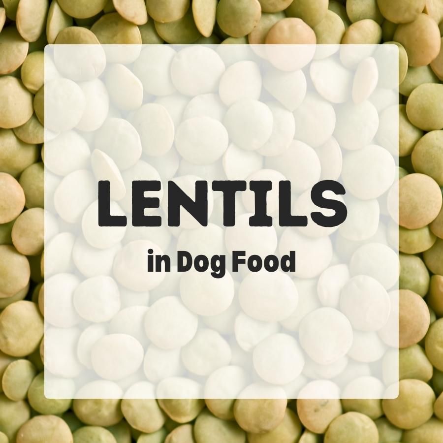 Lentils in Dog