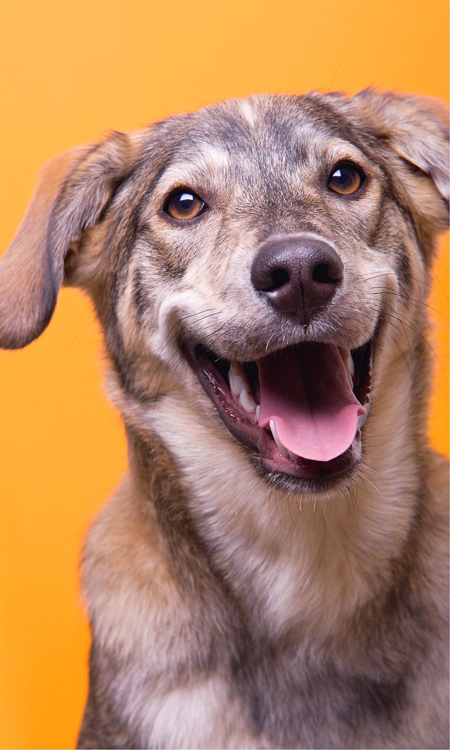 Locust Bean Gum in Dog Food Dog Nutrition DB