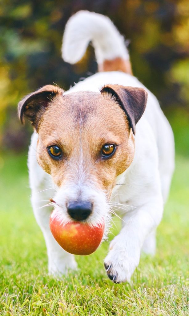 Phytonutrients for dogs dog with apple