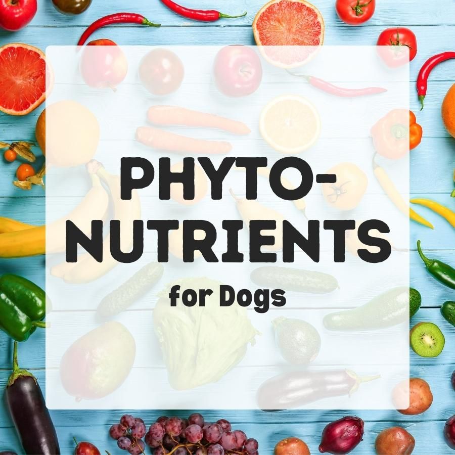 Phytonutrients For Dogs - Dog Nutrition DB