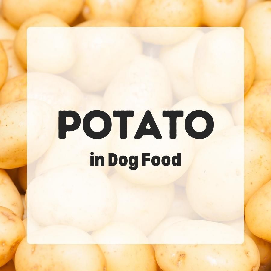 Potato in dog food 900x900 1