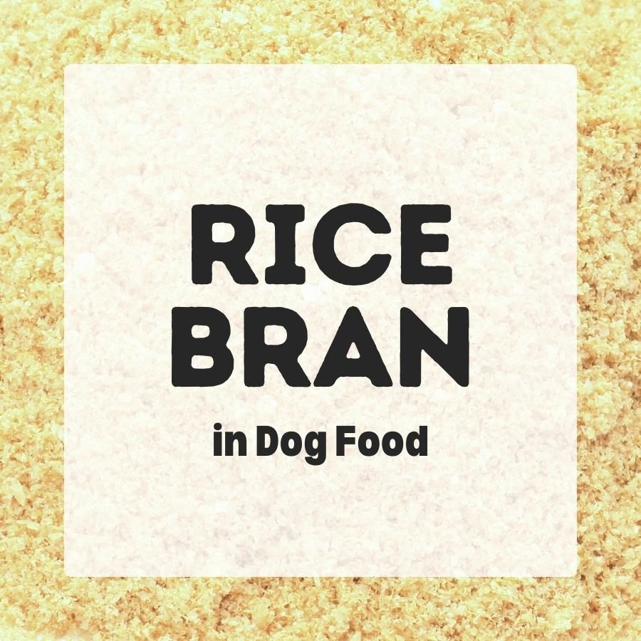 Rice bran in dog food 900x900 1