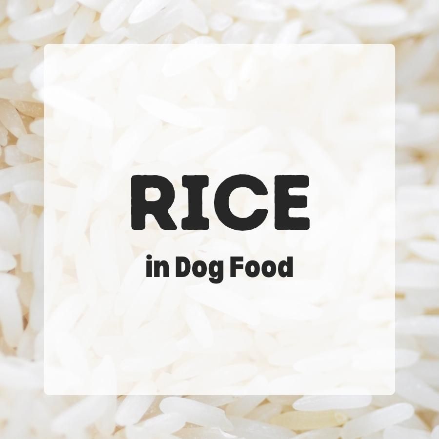 Rice in dog food 900x900 1