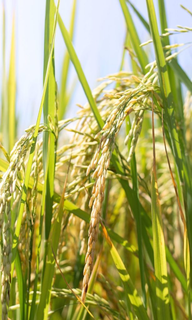 Rice in dog food rice plant