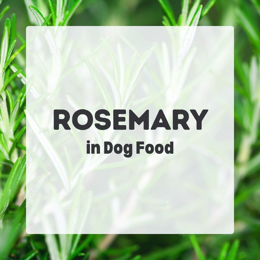Rosemary Extract in Dog Food - Dog Nutrition DB