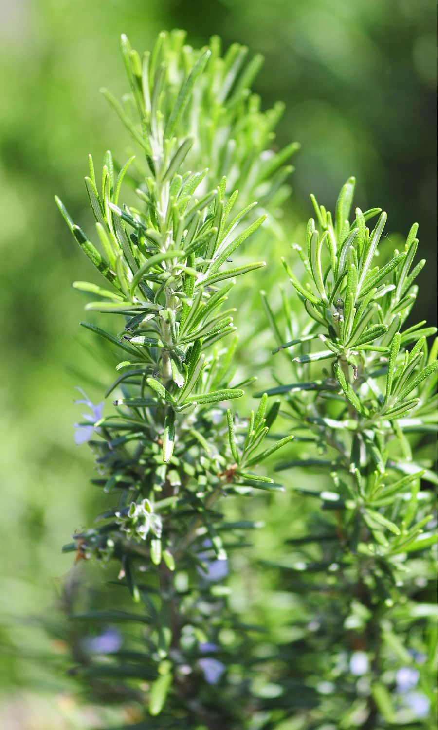 Rosemary Extract in Dog Food Dog Nutrition DB