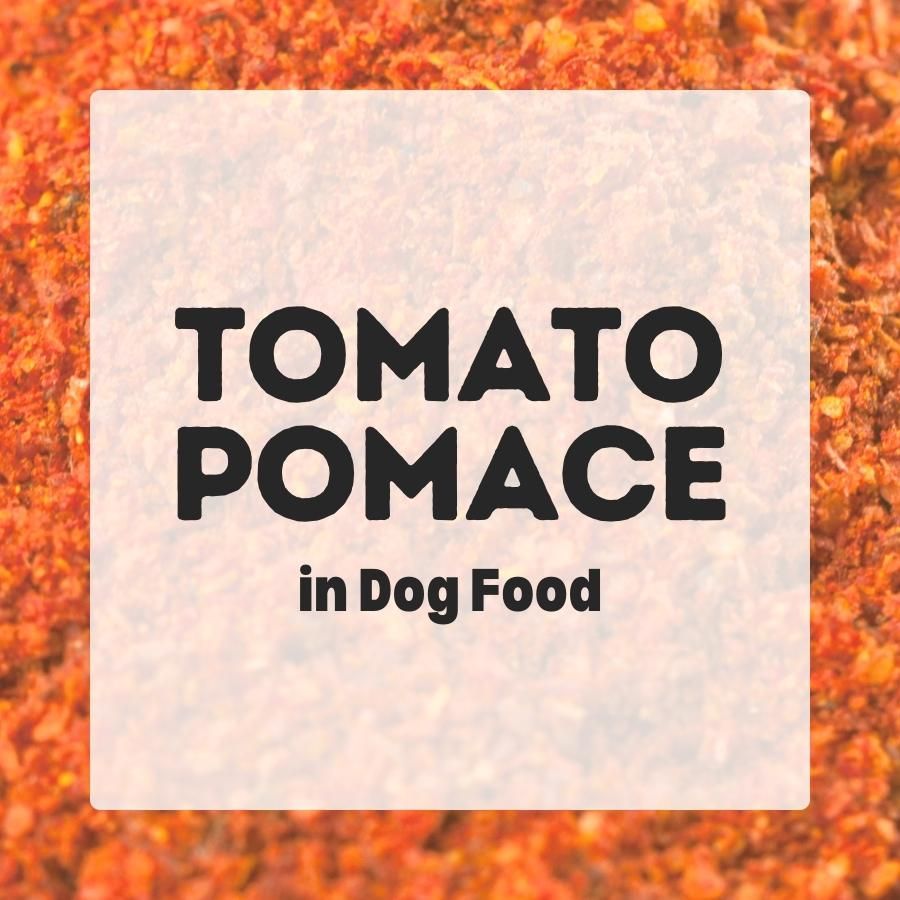 Tomato Pomace in dog food 900x900 1