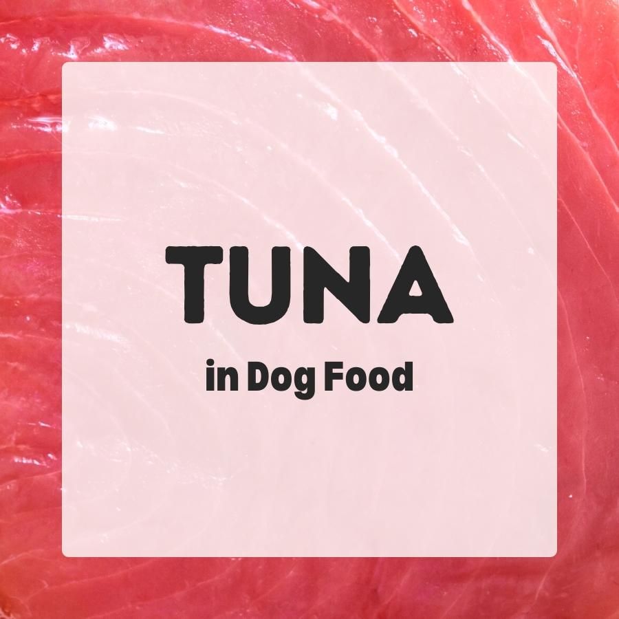 Tuna in dog food 900x900 1