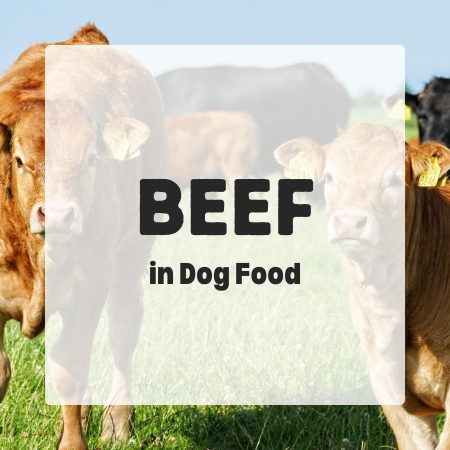 beef in dog food 900x900 1