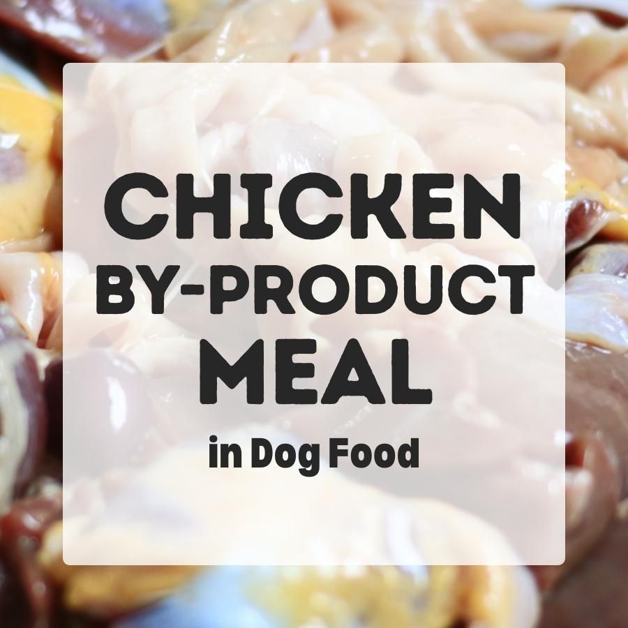 chicken by product meal in dog food 900x900 1