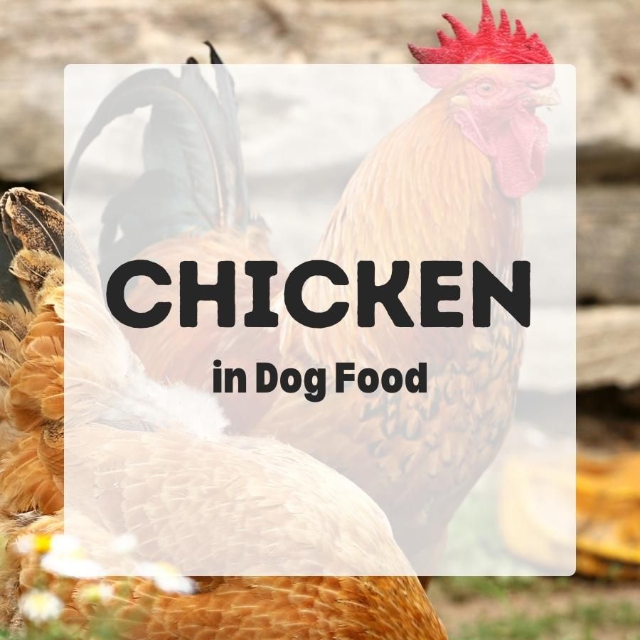 chicken in dog food 900x900 2