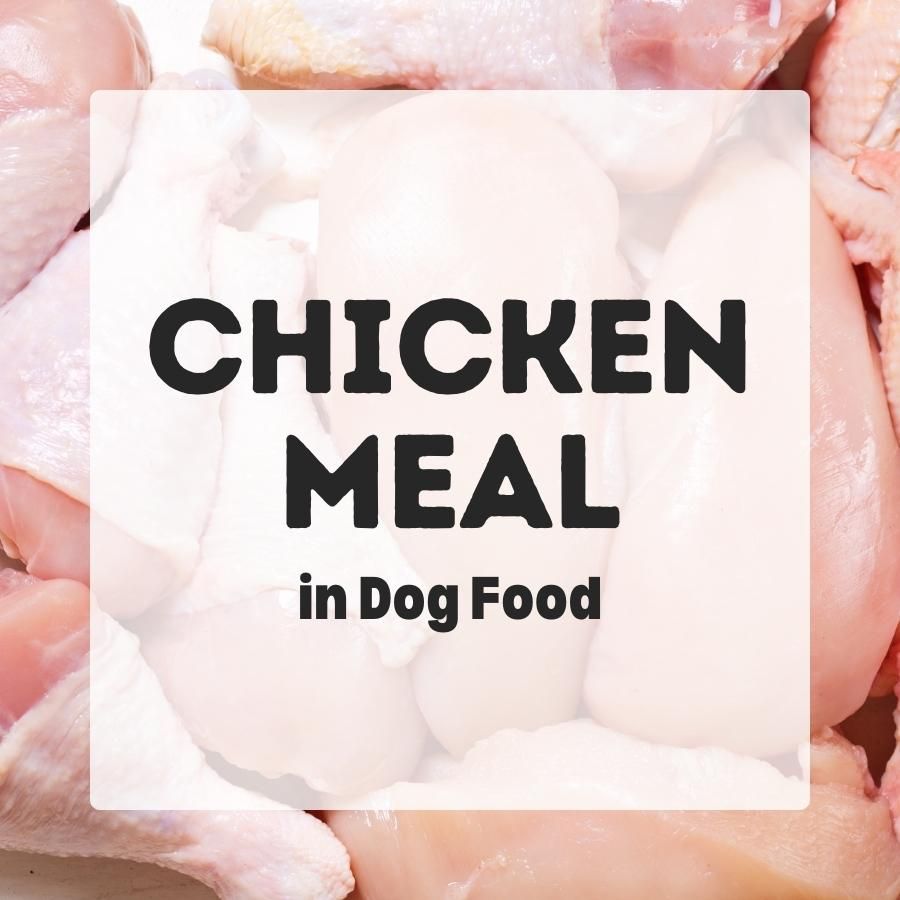 chicken meal in dog food 900x900 1